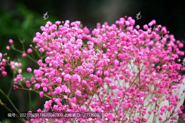 圓錐石頭花