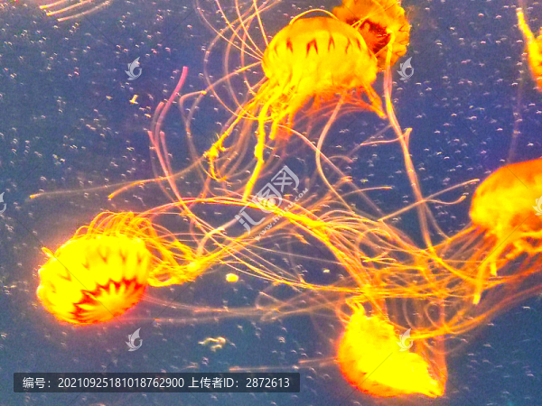 水母