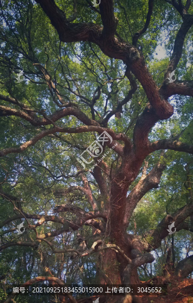 千年大樹之舞