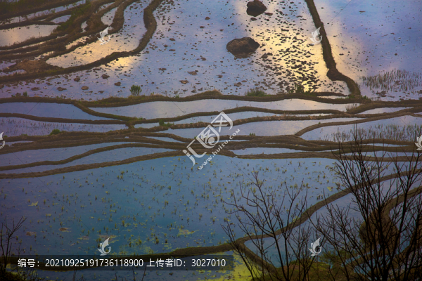 元陽梯田
