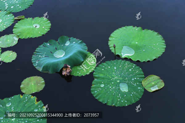 池塘荷葉