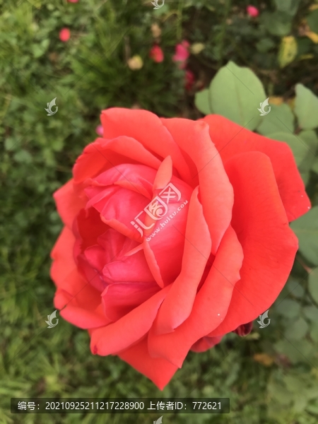 紅色月季花