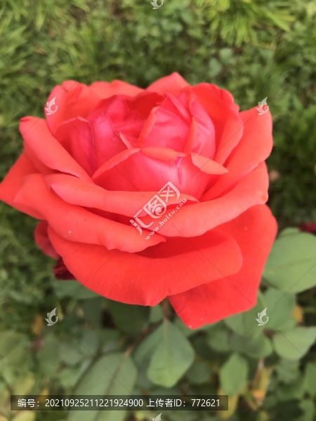 紅色月季花