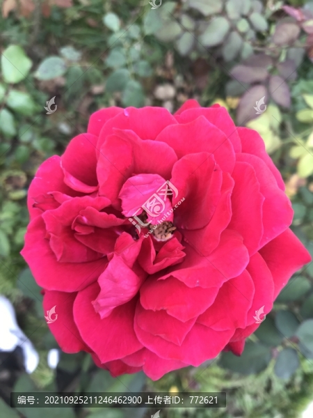 紅色月季花