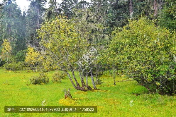 高原森林植被