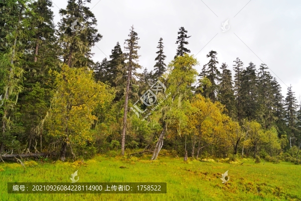 高原森林植被