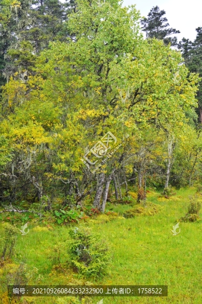 高原森林植被
