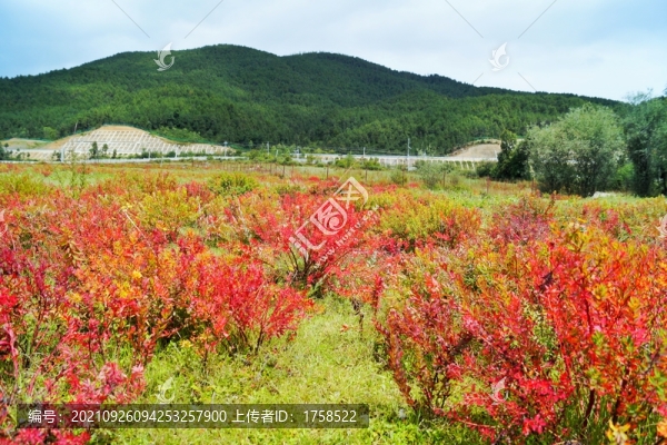 香格里拉狼毒花香格里拉狼毒花