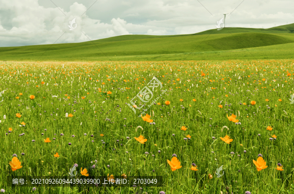 草原黃花