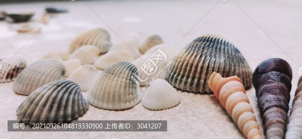 海邊撿的貝殼
