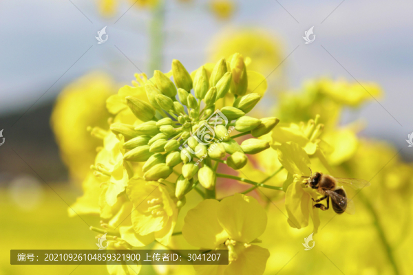 春天綻放的油菜花
