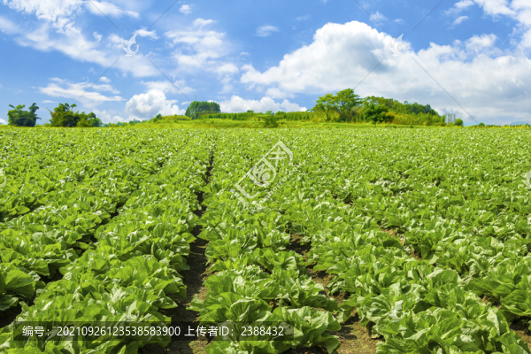 蔬菜種植