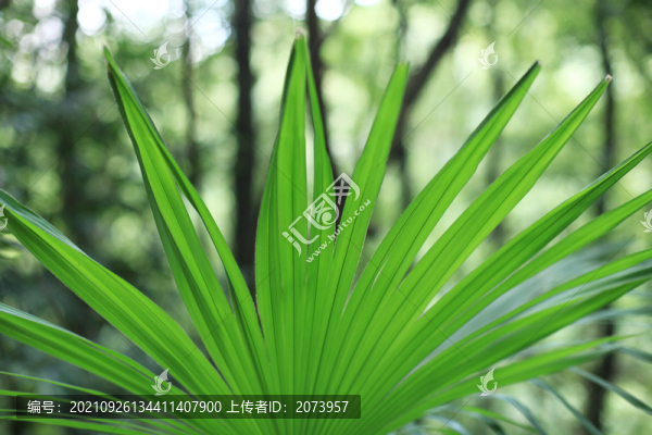 棕葉
