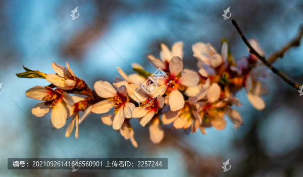 東京櫻花
