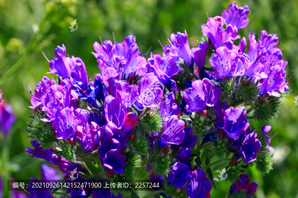 藍(lán)薊