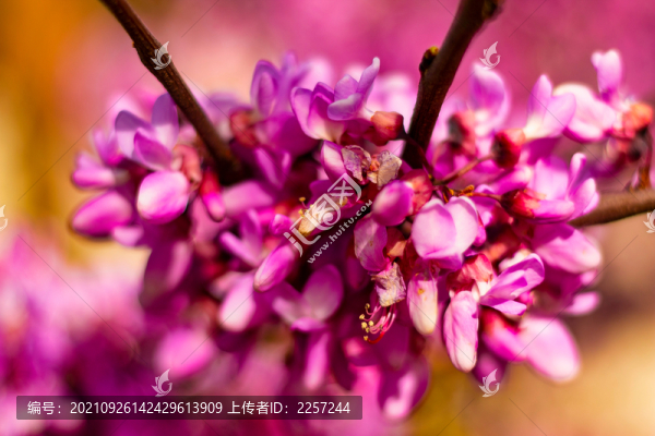紫荊