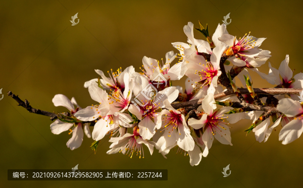 榆葉梅