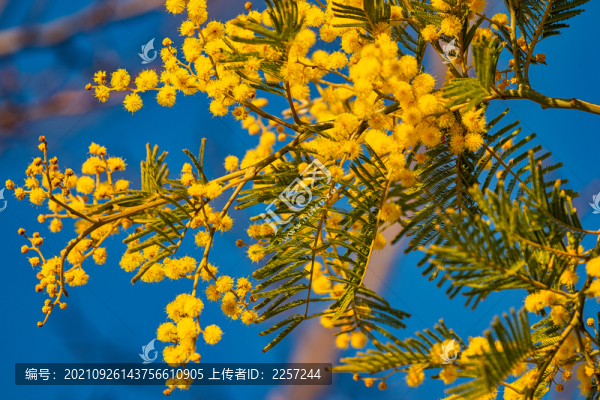 銀荊