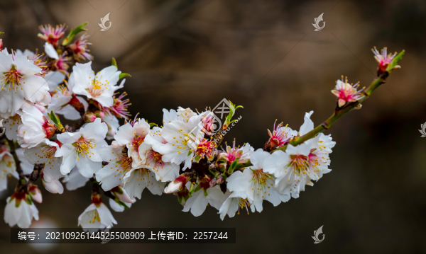 榆葉梅