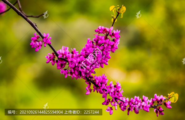 紫荊