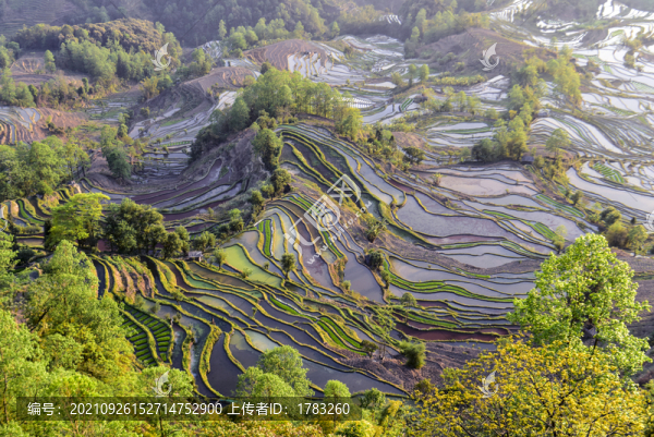 青山變梯田
