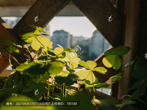 三葉草