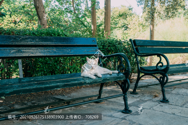 一只野貓坐在公園長椅上