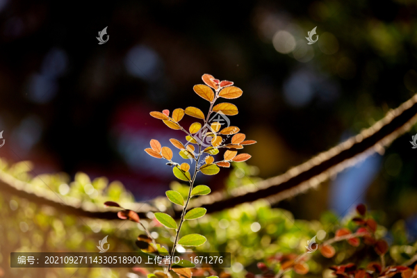 紅葉