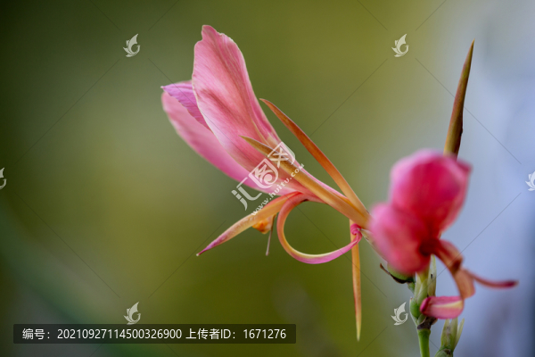 美人蕉