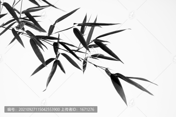 竹葉