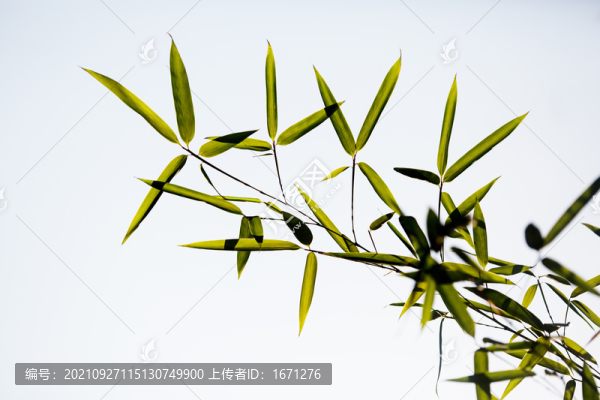 竹葉