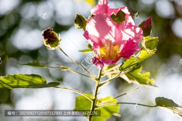 木芙蓉