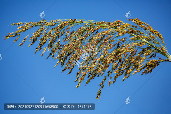 高粱穗