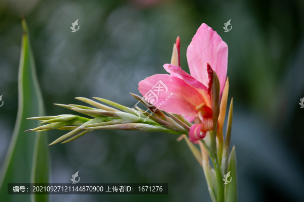 美人蕉