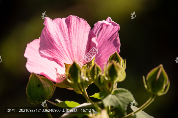 木芙蓉