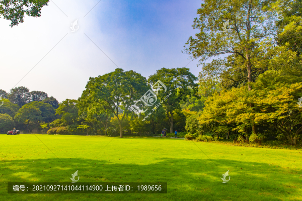 陽光草坪