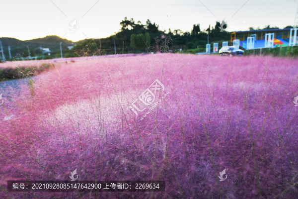 粉黛亂子草