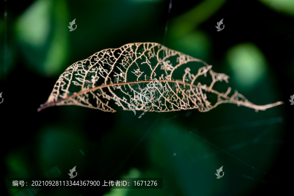 枯葉