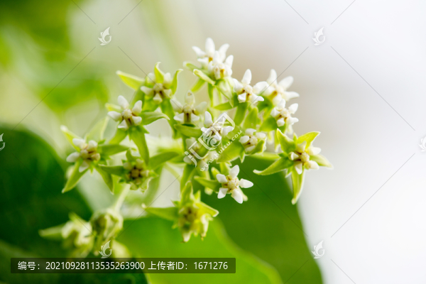 牛皮消