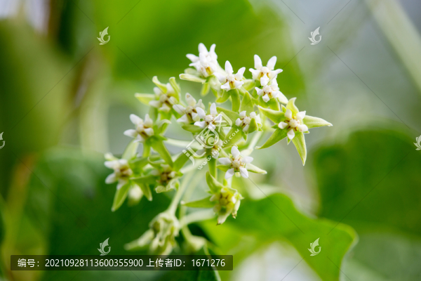 牛皮消