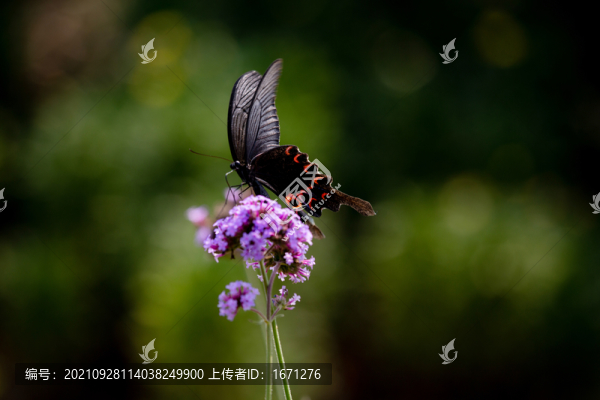 蝶戀花