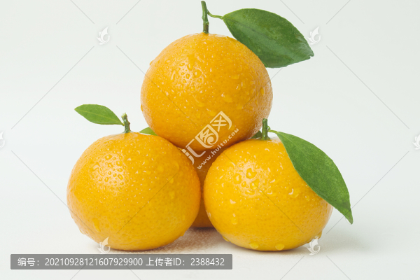 皇帝柑