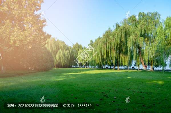 陽(yáng)光草坪