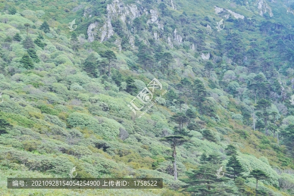 自然保護(hù)區(qū)森林