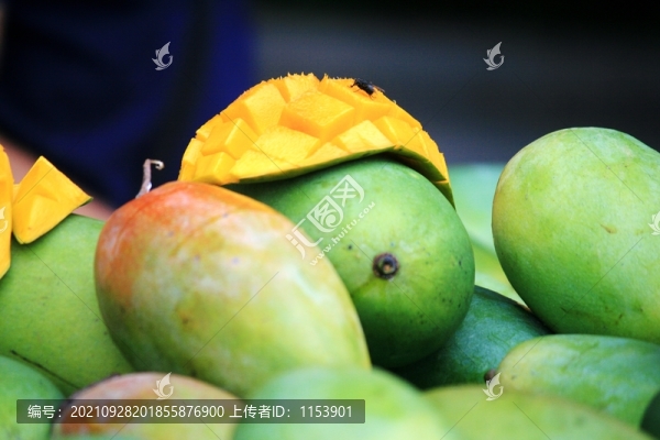 大青芒