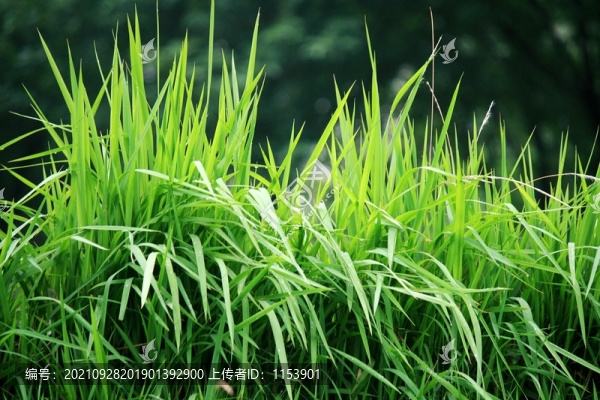 春草