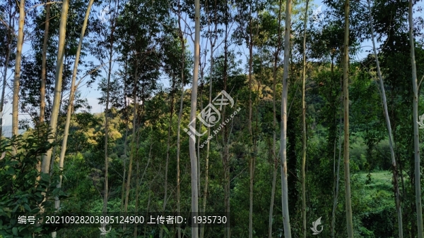 桉樹林
