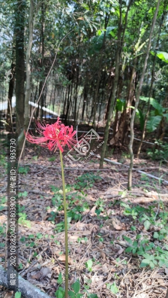 石蒜花