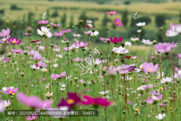 格桑花