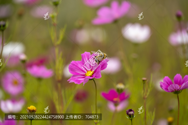 波斯菊